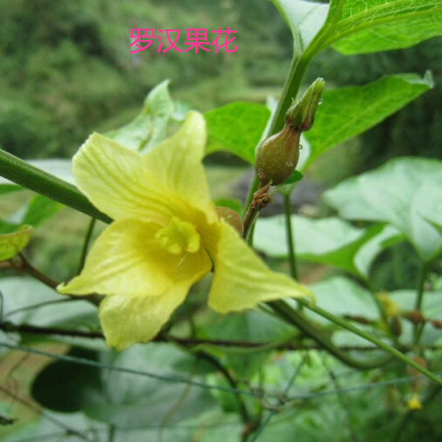 广西桂林永福特产野生大罗汉果散装批发花茶100个新鲜农家果干货