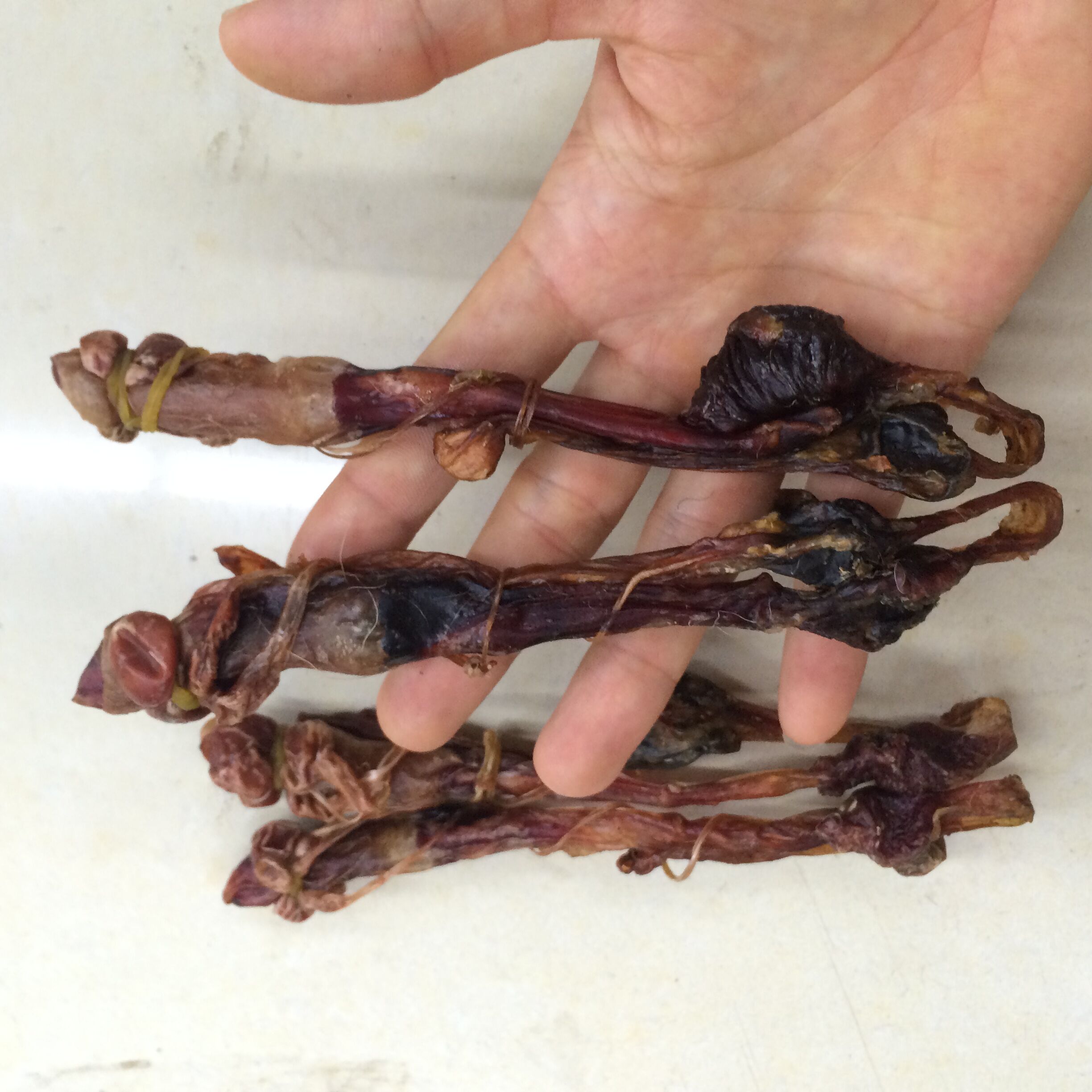 正品海狗鞭 海狗肾 泡酒料 煲汤料 9.9一大条 5条全国包邮