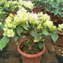 Triangle plum seedlings indoor potted and climb vine flower climbing plant with large seedling grain delta pot