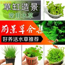 Landscaping mini dwarf pearls crawling on the ground pearl cattle hair digging ears grass fork column flower antler moss foreground aquatic plants