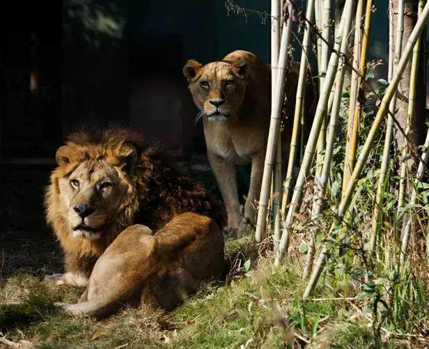 长沙生态动物园-步行区一票通 步行区 车行区含车游,马蜂窝自由行