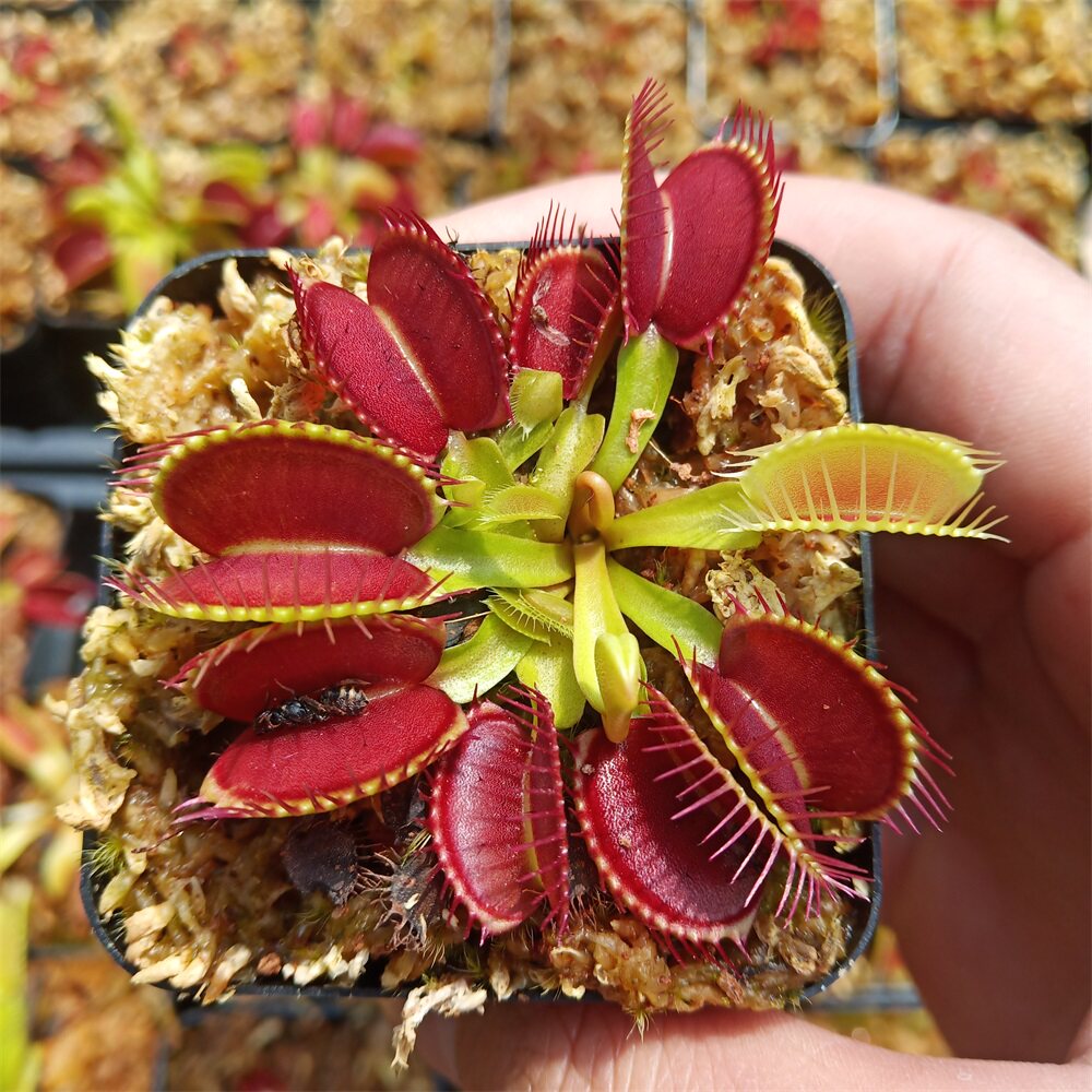 食虫花捕蝇草盆栽食虫花猪笼草