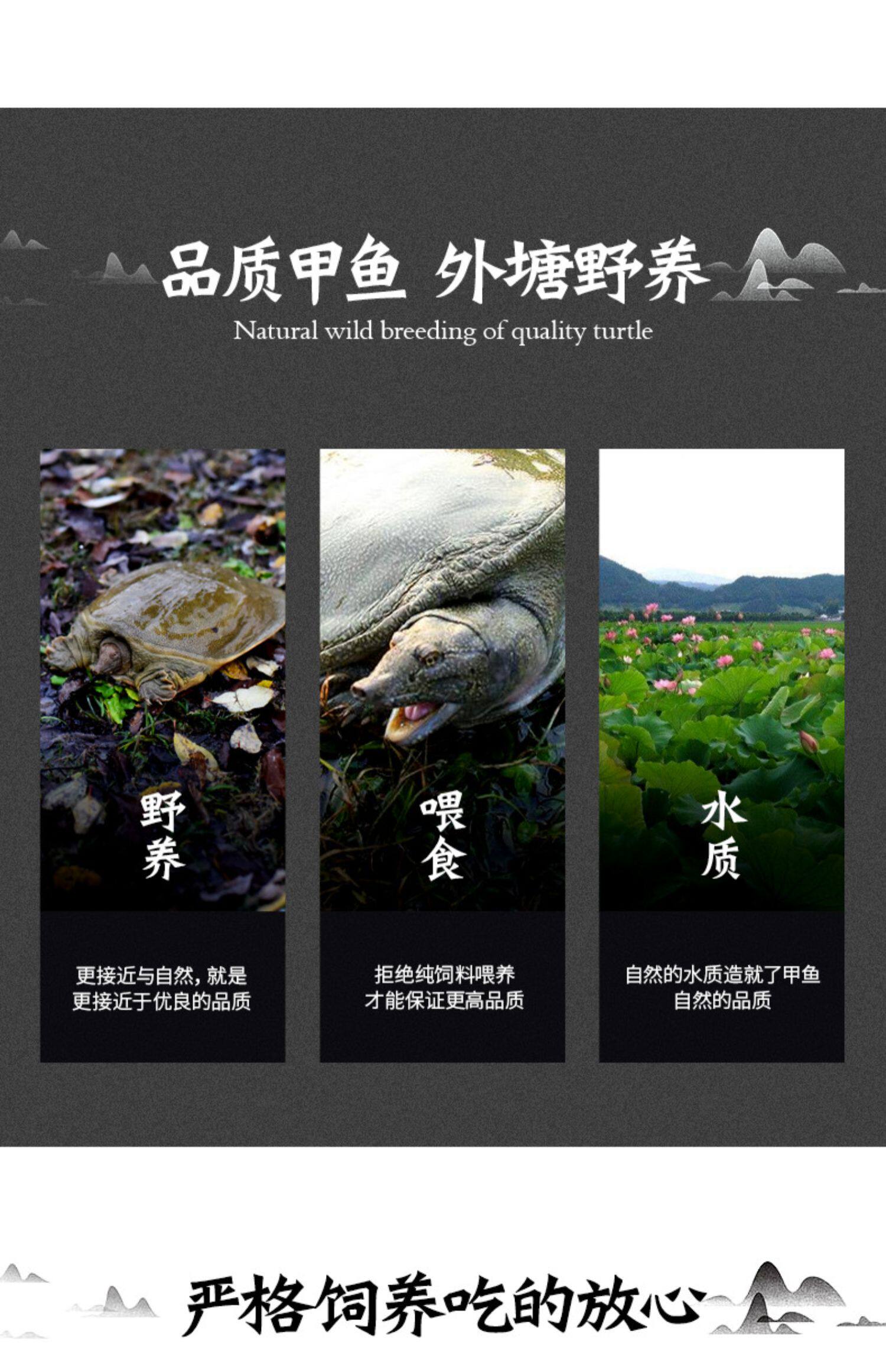 8斤生态外塘大甲鱼鲜活雌野外放养鳖生长甲鱼水鱼团鱼王八青黄_挖券网