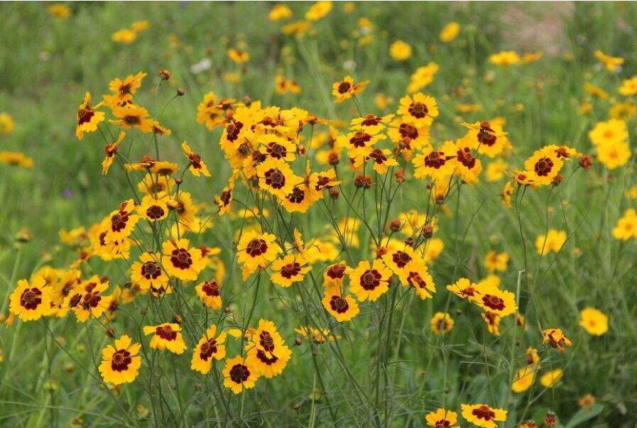 耐寒蛇目菊种子昆仑天山雪菊花种籽山区青海高原适合路边庭院花坛