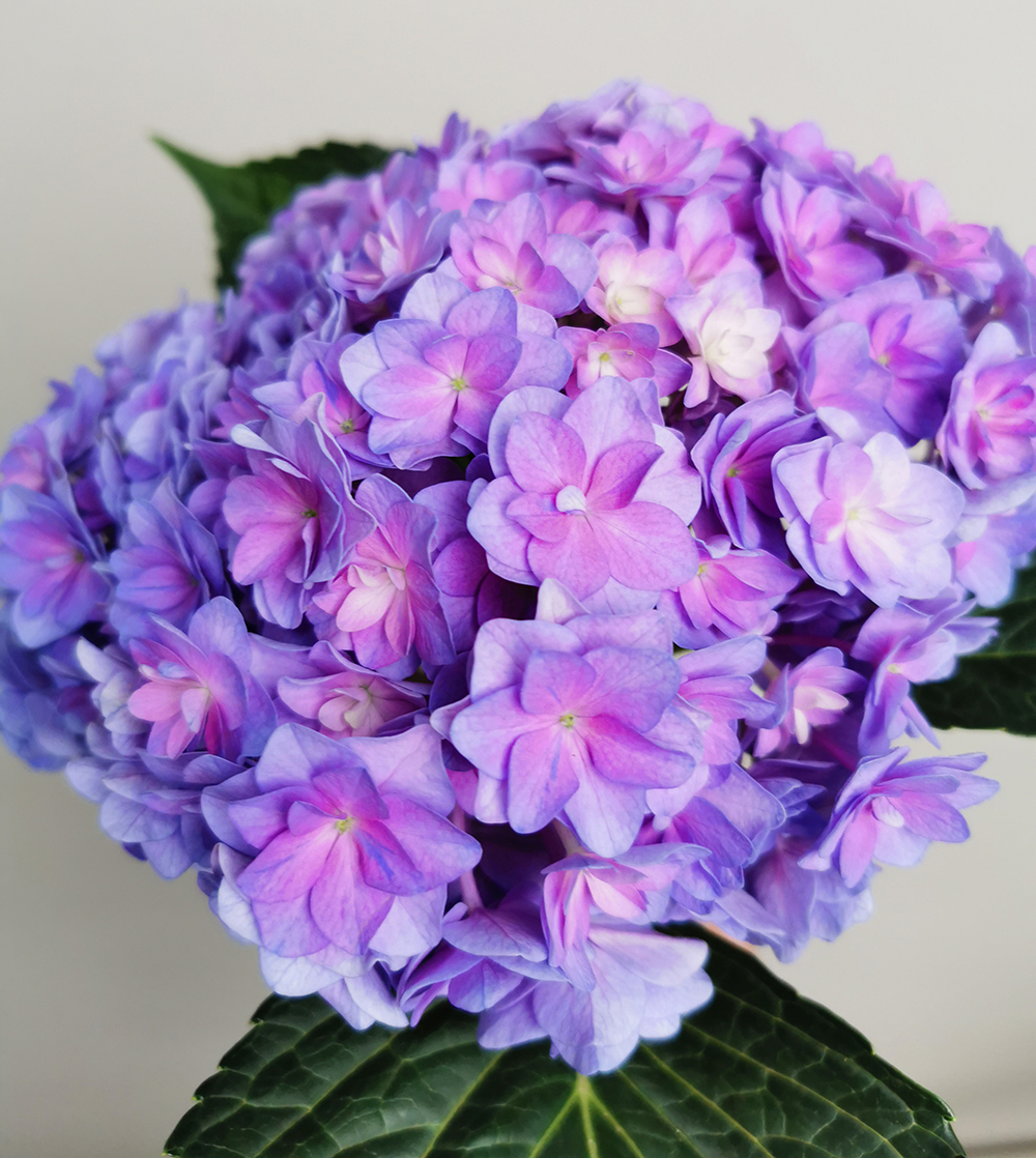 植物君优选精品重瓣大朵绣球花稀缺品种紫色鲜切花顺丰陆运冷链