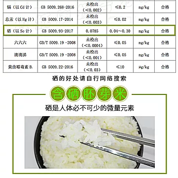 小芽大养新鲜胚芽米含硒胚芽米[15元优惠券]-寻折猪