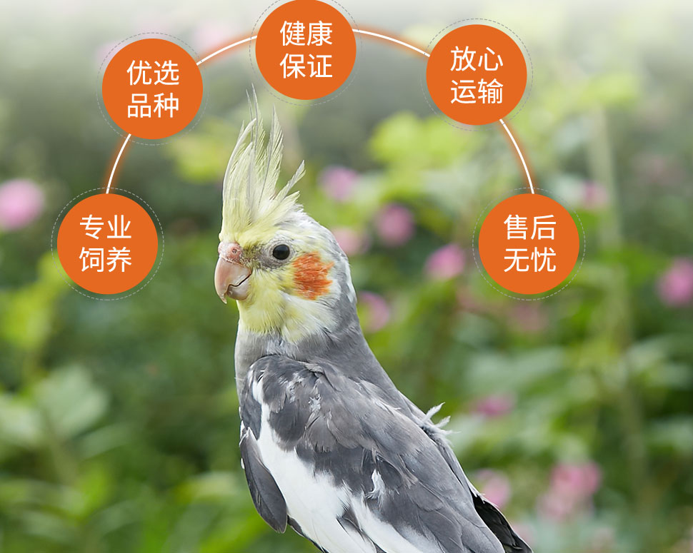 活体鸟观赏幼鸟繁殖珍珠鸟七彩灰白文鸟下蛋鸟十姐妹