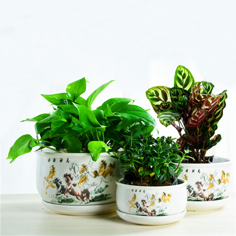 ZhuoJie fleshy flowerpot flower of bracketplant of the ceramic with extra large tray was contracted, the plants indoor household package mail