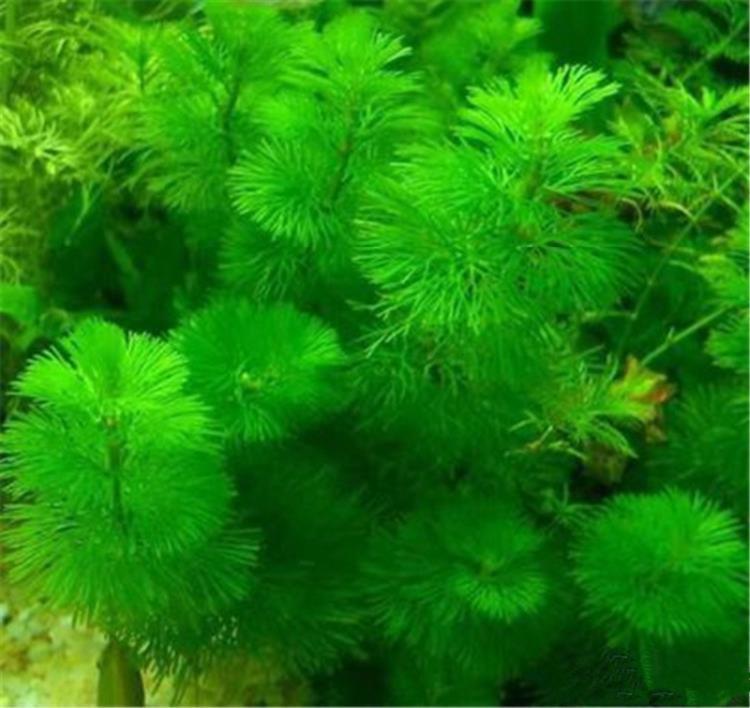 鱼塘鱼缸内水草种籽水生四季小型耐寒根水下春季籽植物种植家用矮