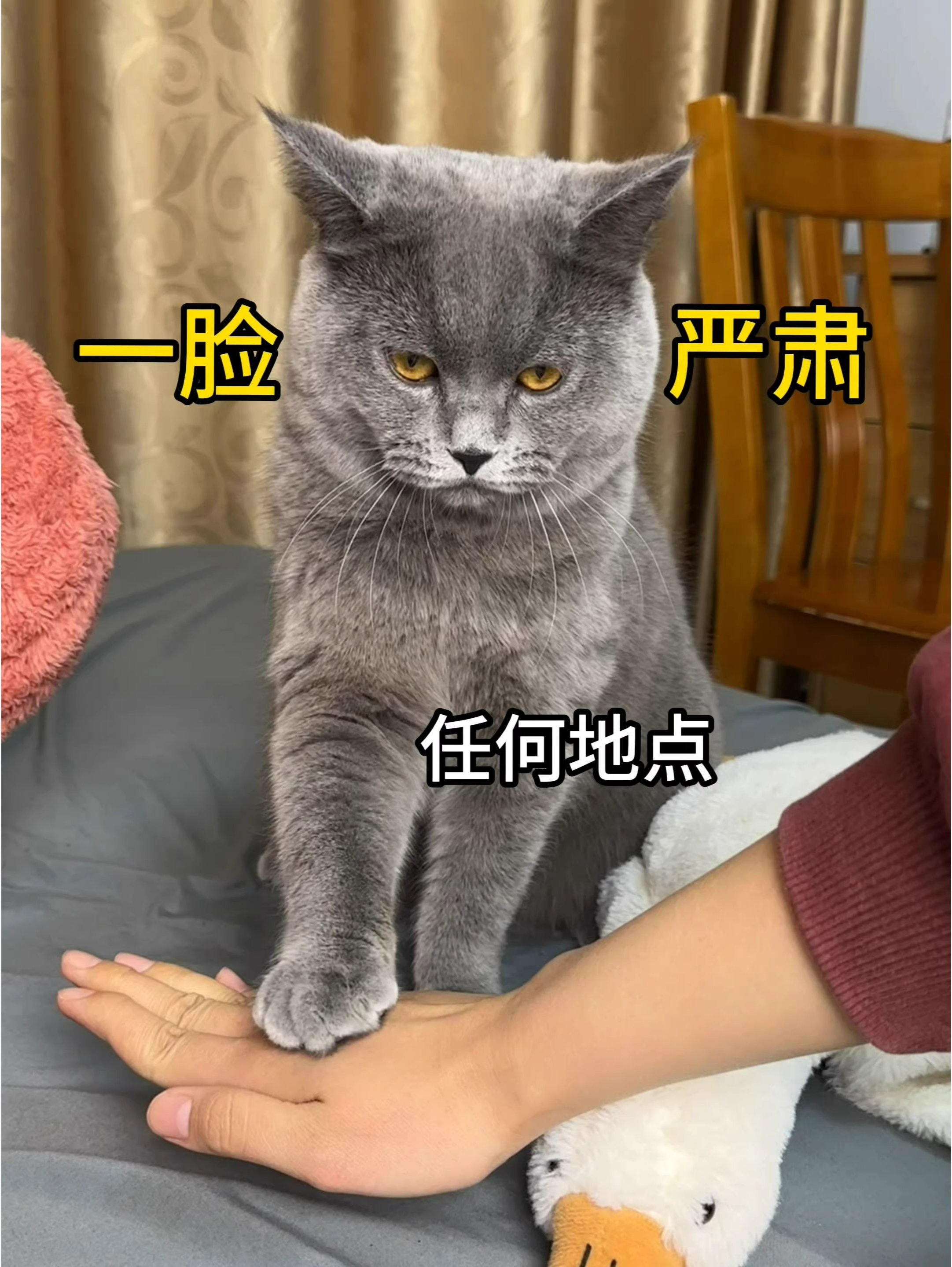 猫你这一扒拉把我整得都有点不自信了