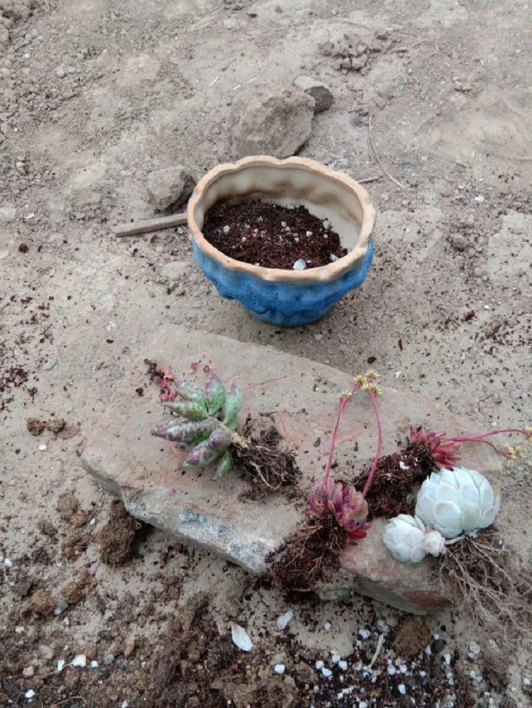 夏天温度高多肉易腐黑,浇水问题是关键！15