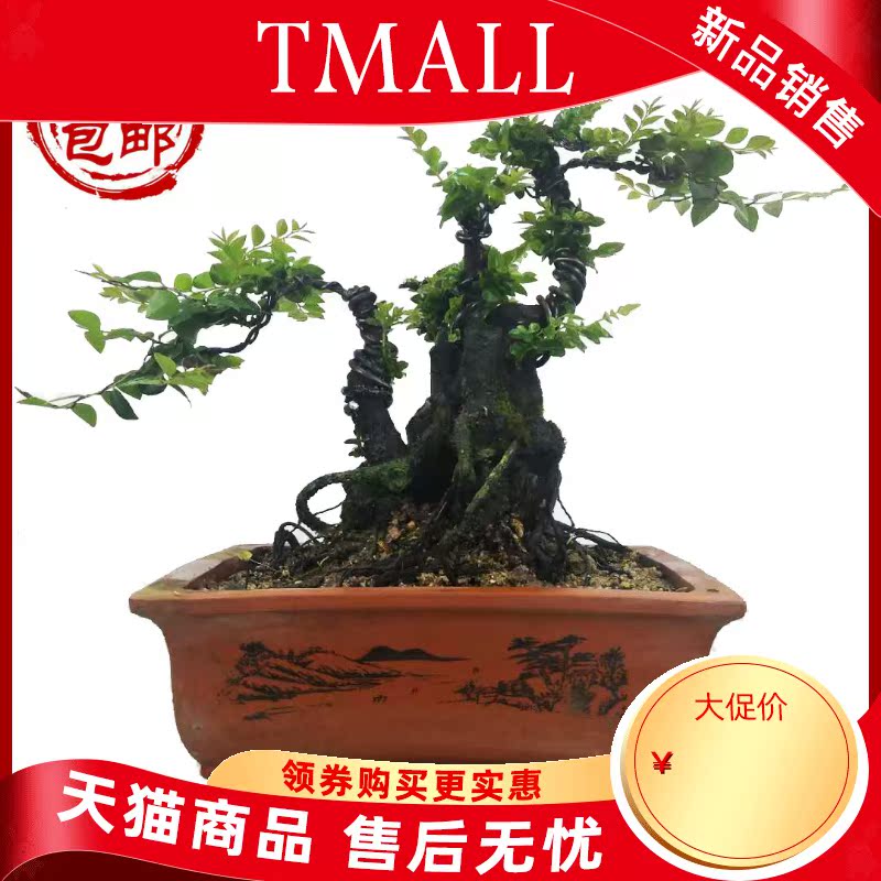 Lingnan bonsai modelling lobular rosewood pot black ipads tea town curtilage have indoor evergreen hardy green plant