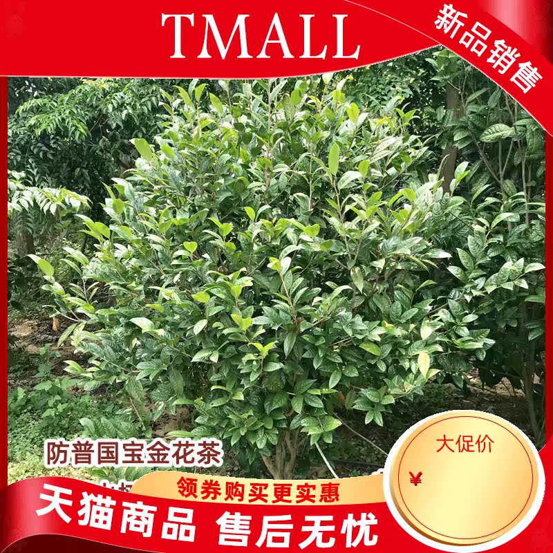 Hundreds of the general kind of gold mountain tea tree farmers self - marketing super gold scented tea tree seedlings and potted the plants