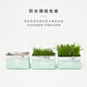 Not card lazy cat grass seed potted soilless hydroponic planting set wheat grass seed catnip snack Not card lazy cat grass seed potted soilless hydroponic planting set wheat grass seed catnip snack