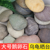 Natural pebbles large turtle basking stone Fish tank landscaping garden ornaments River egg stream stone Large pressed vegetable stone
