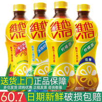 Vita lemon tea 500ml*15 bottles full box original ice Ceylon chrysanthemum tea drink province