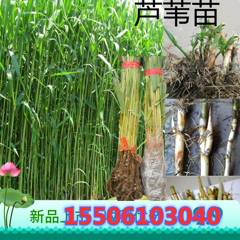 批发新鲜芦苇苗根苗芦苇草植物小苗 花叶芦竹 水生挺水南北方种植