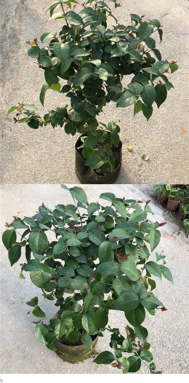 批发巴西红果树苗灯笼果树苗庭院阳台盆栽南北方种植当年结果小苗