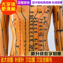 TCM acupuncture point bitmap human body model teaching male and female body twelve meridians twelve meridians small leather man acupuncture acupoint model