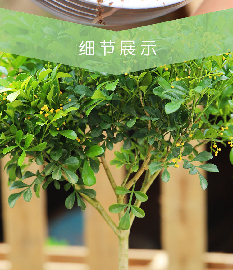 米兰盆栽独杆老桩花苗四季好养花卉植物室内阳台米兰花盆栽清香型