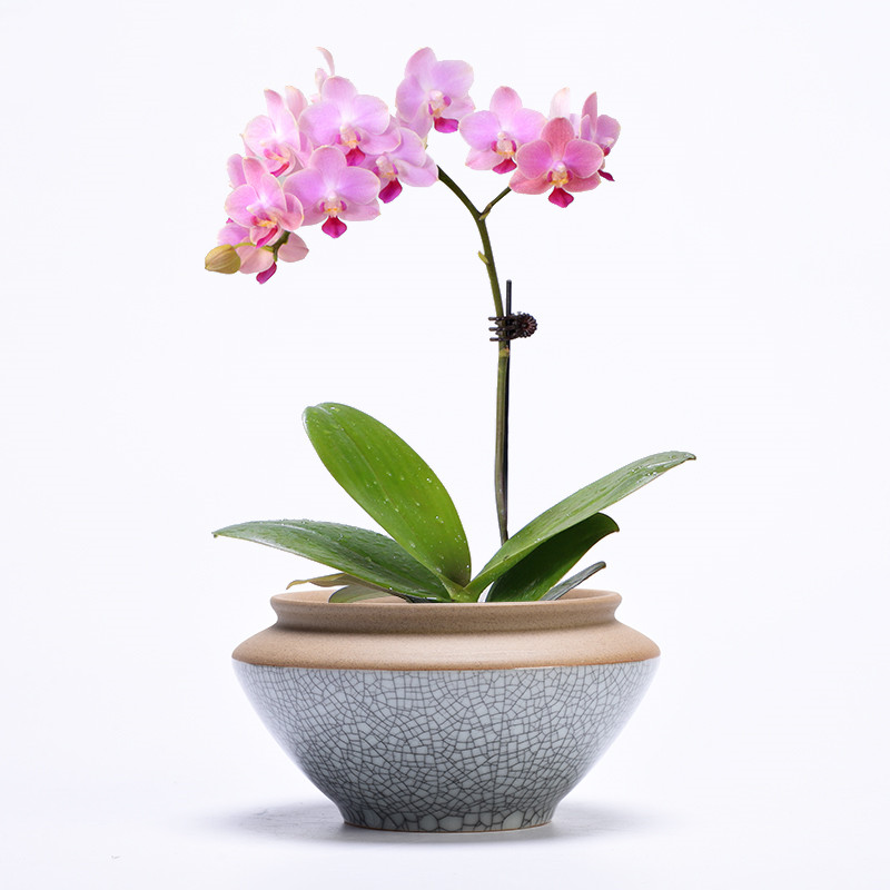 Office green plant household indoor desktop potted meat more creative ceramic rich tree other butterfly orchid flower POTS