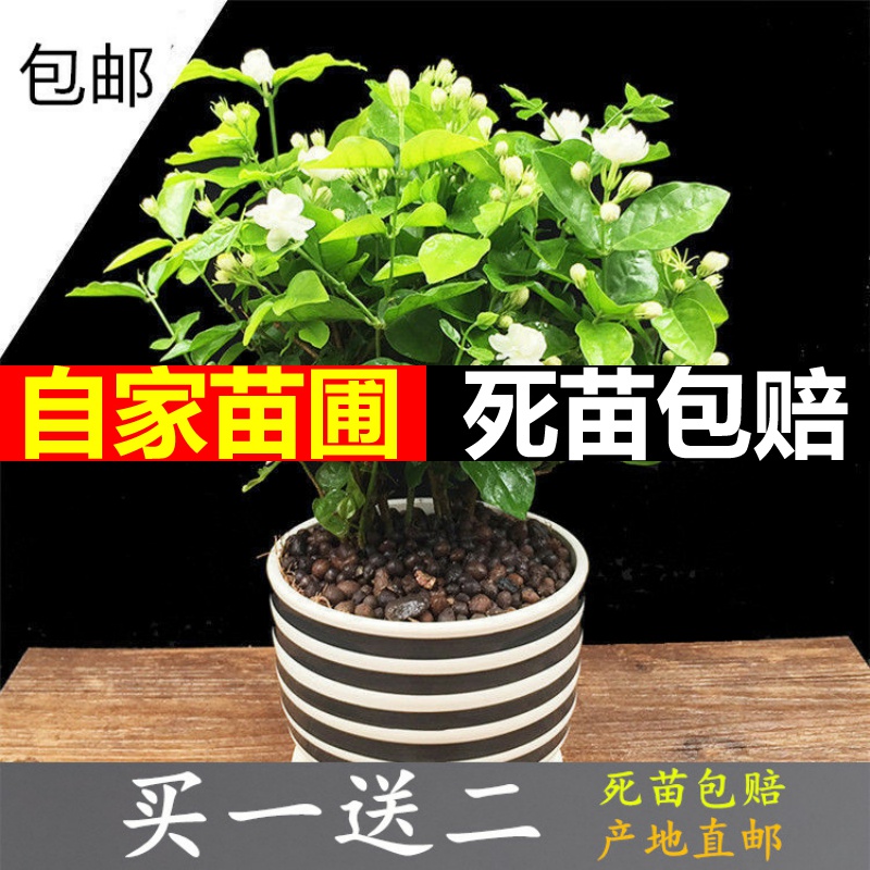 Green plant heng county of origin direct mail jasmine tea seedling double white jasmine four seasons of indoor and is suing living the plants