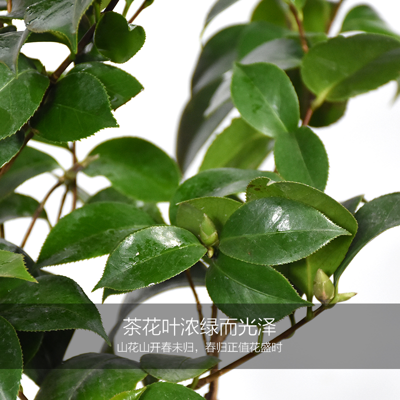 Green plant camellia camellia the plants trees higher bachelor 's indoor Green plant bonsai, buds four seasons garden flowers