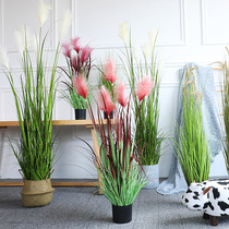 Taihuan Nordic simulation reed grass dog tail grass net red potted clothing store window display decorative flower Home