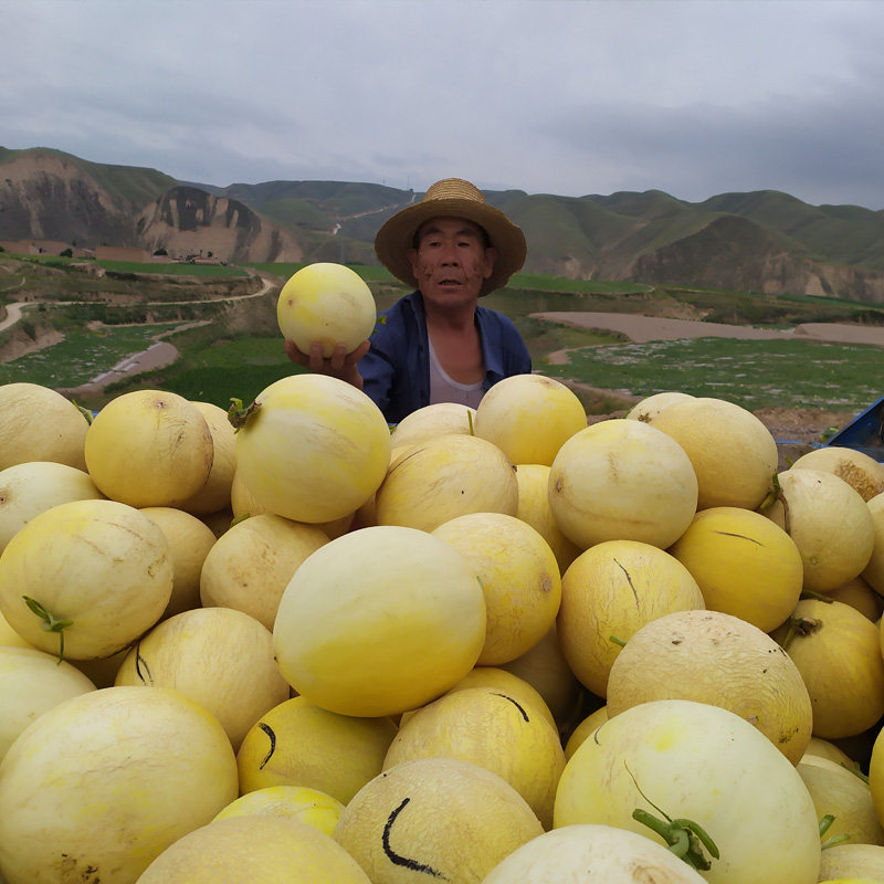 戈壁甘肃白兰瓜瓜州白兰瓜新鲜兰州银帝民勤蜜瓜网纹黄河蜜包邮