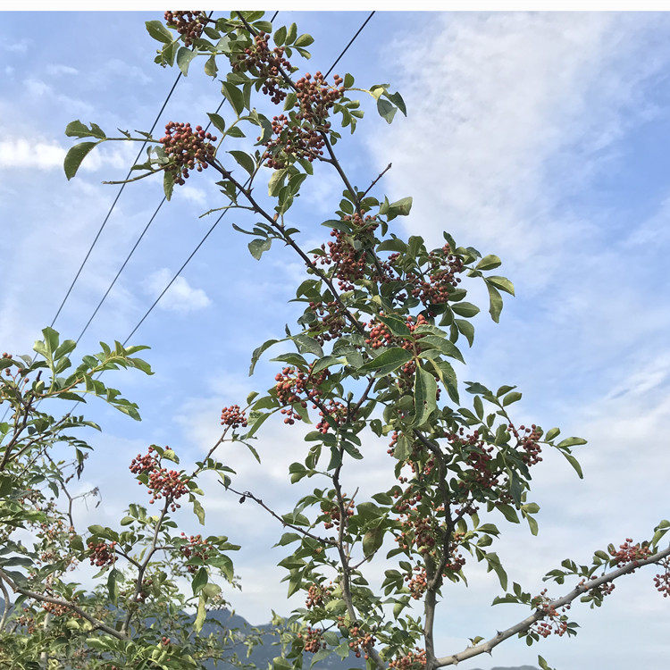 花椒树苗四川麻椒藤青大红袍花椒苗南北方盆栽地栽种植当年结果树