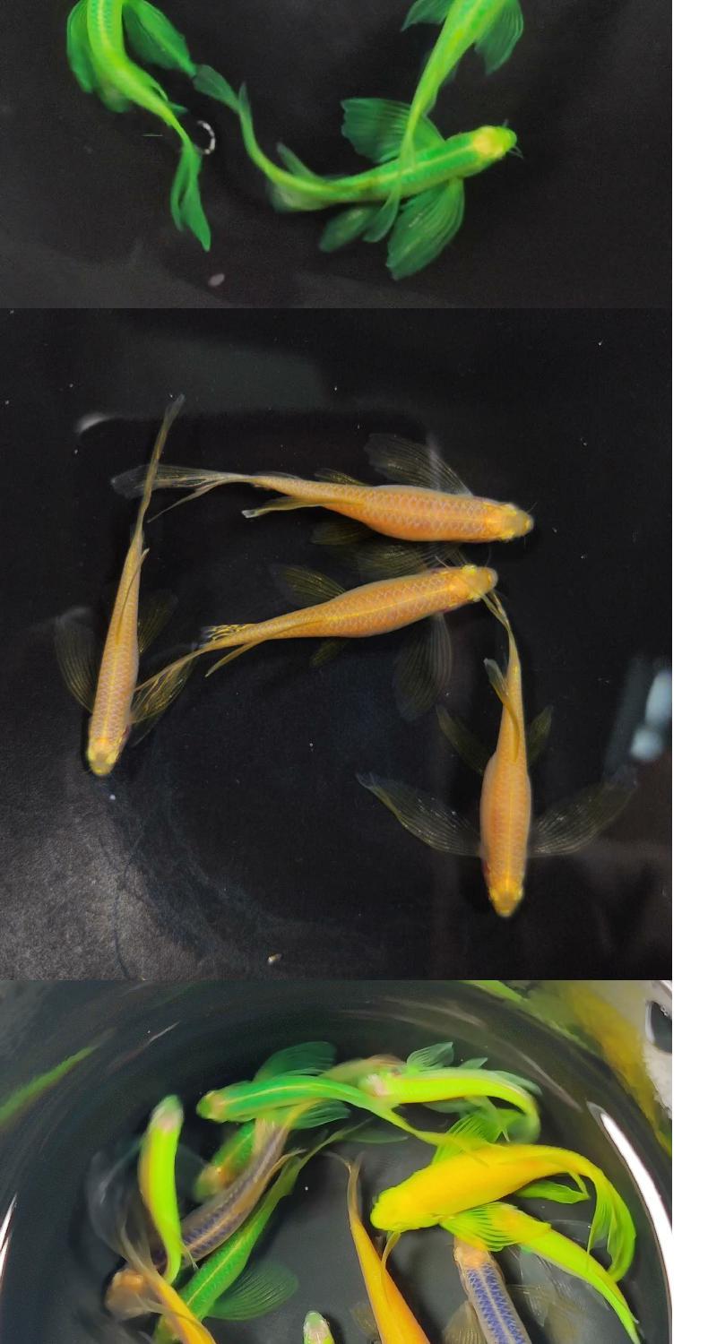 稀有荧光蝶翼长尾翡翠绿斑马鱼灯种小型热带观赏鱼苗冷水淡水宠物