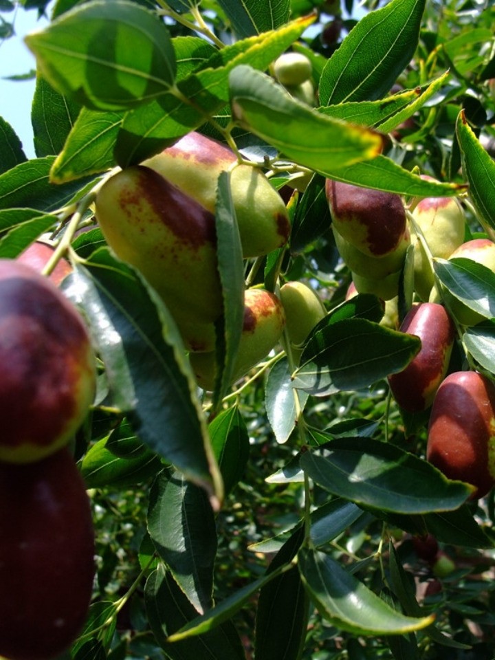 王乔果儿 鲜枣宁夏灵武长红枣脆枣水果-懒猫运动会