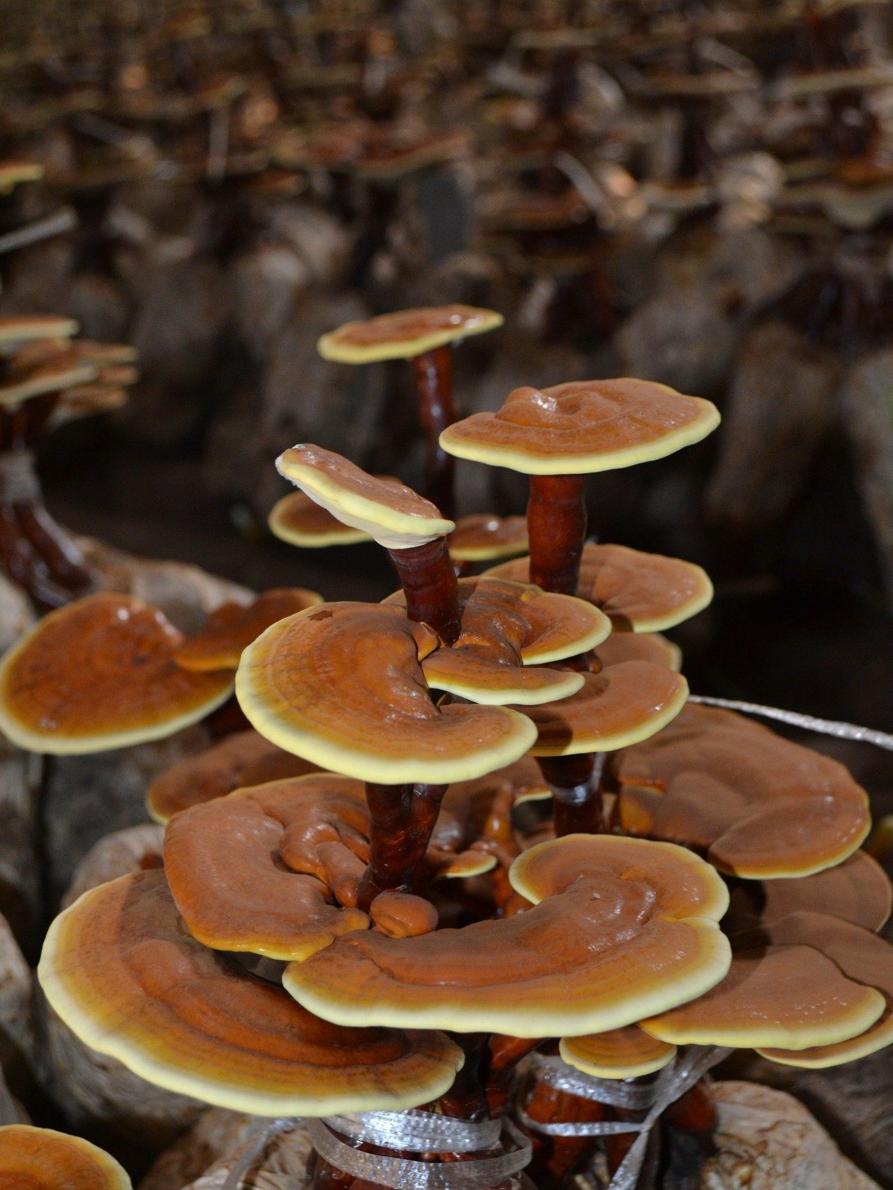 西藏野生灵芝林芝特产野生赤芝干货