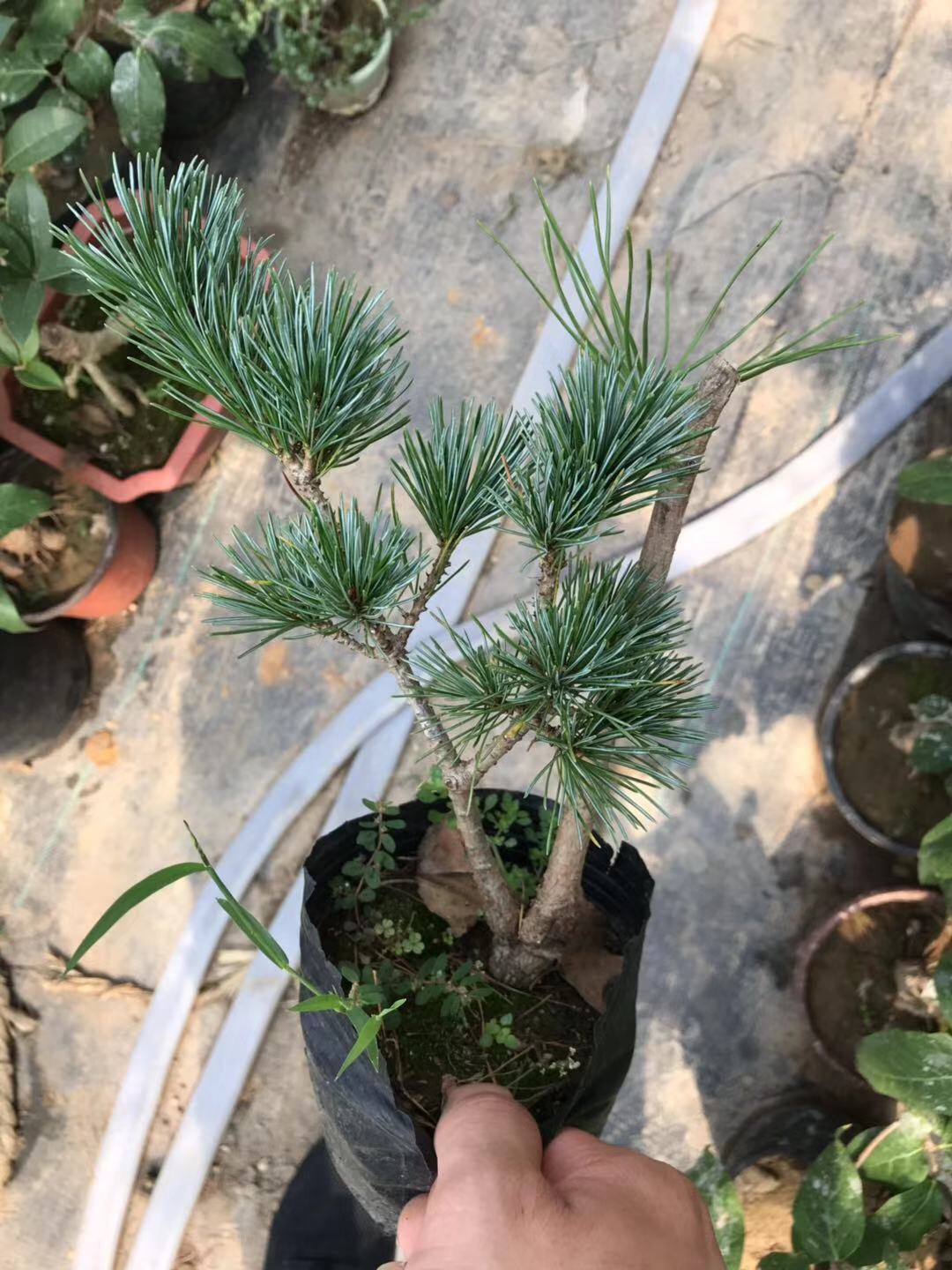 日本黑松千寿丸松树盆景矮霸造型树桩