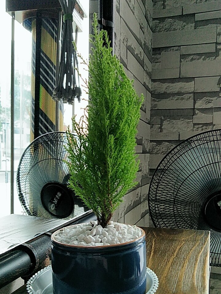 香松树盆栽室内盆景 四季常青-花草大世界