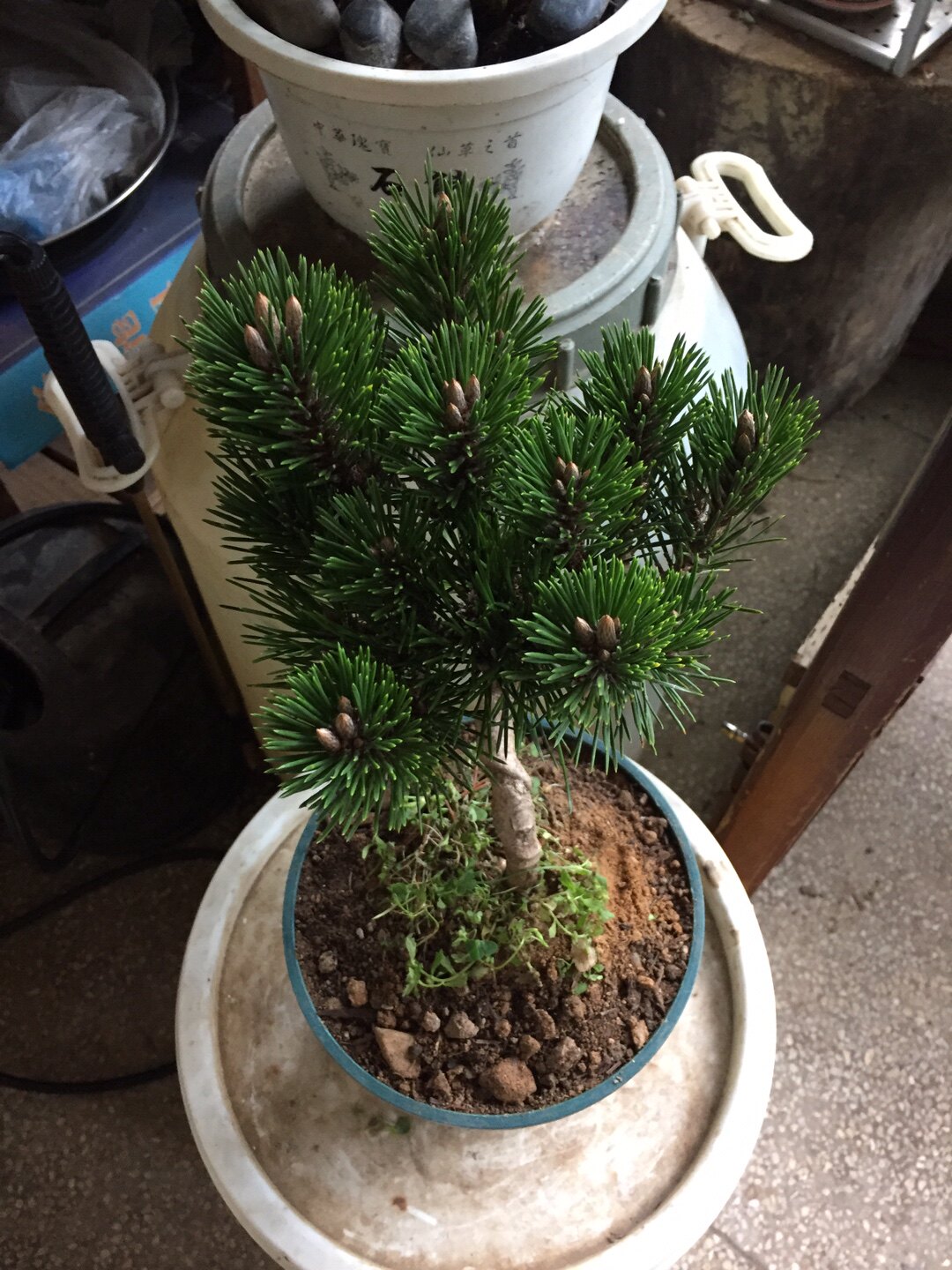日本黑松千寿丸松树盆景 矮霸造型树桩-爱分享的花友