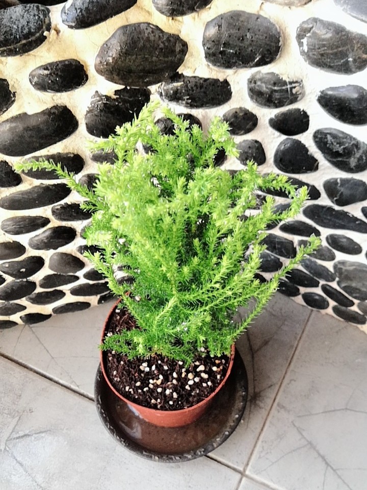 香松树盆栽室内盆景 四季常青-花草大世界