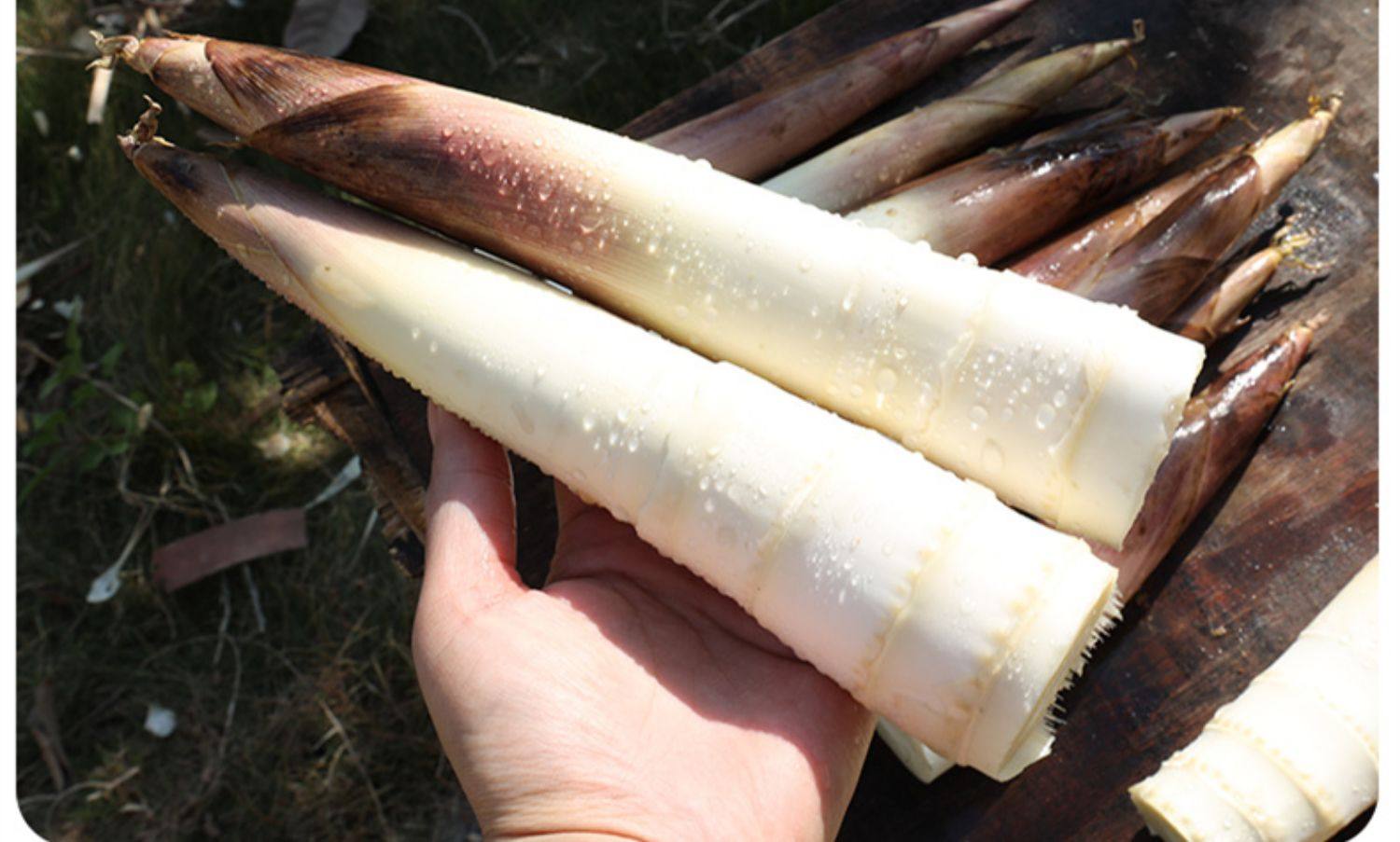 春笋新鲜包邮雷竹笋冬笋麻竹笋雷公笋现挖野生农家蔬菜5斤装蔬菜_全网