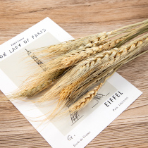 Natural wheat ears 1 bunch 7 wheat ears photo photography background cloth props decorations floral shooting props