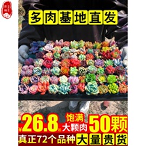 More meat whole box whole basket whole frame basket multi-meat old pile Laozhuang leaves plant indoor 50 packages