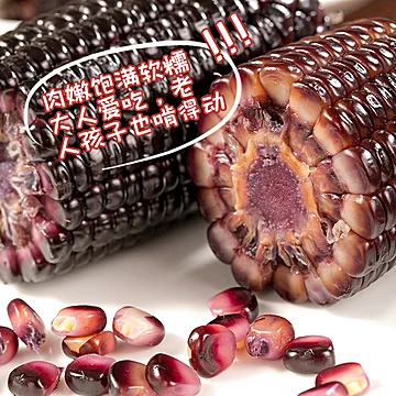 新鲜黑玉米现摘甜糯玉米2200g[5元优惠券]-寻折猪