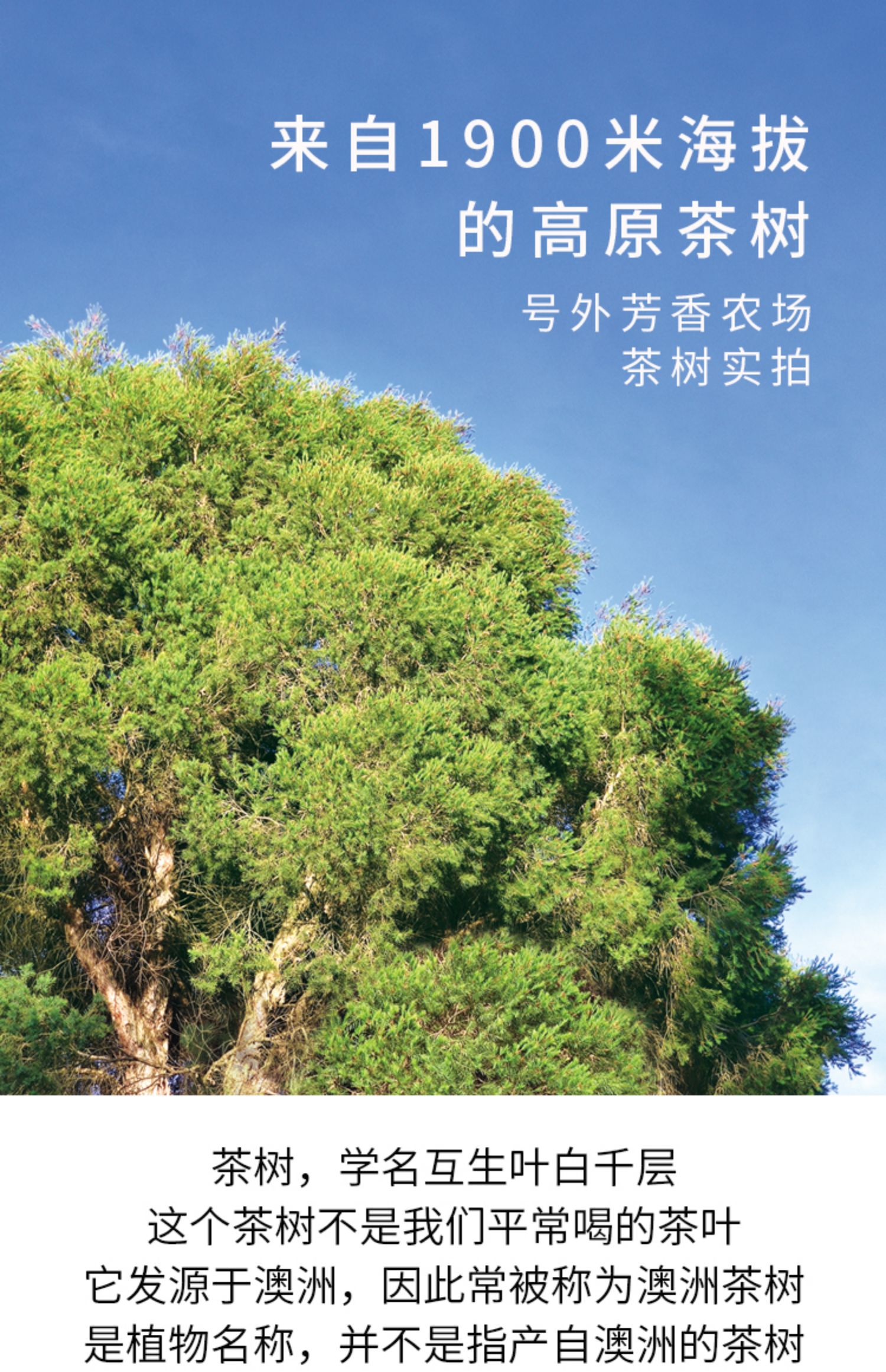 号外茶树纯露520ml大瓶装油痘肌净化平衡水油喷雾湿敷植物爽肤水