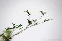 10 sets of green sacred source Jiuding nine roasted bamboo salt probiotics