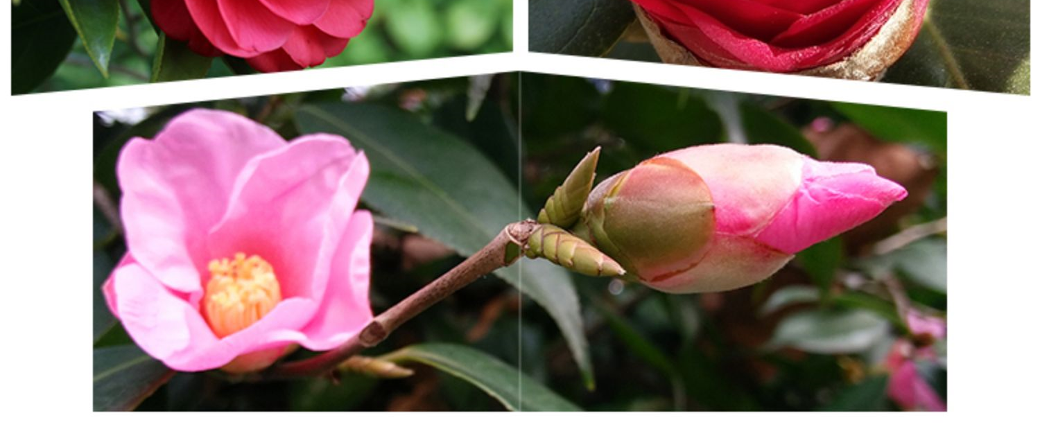 Camellia tree seedlings and potted with bud rare 18 th bachelor of interior hardy good raised four seasons flower Camellia blossom put