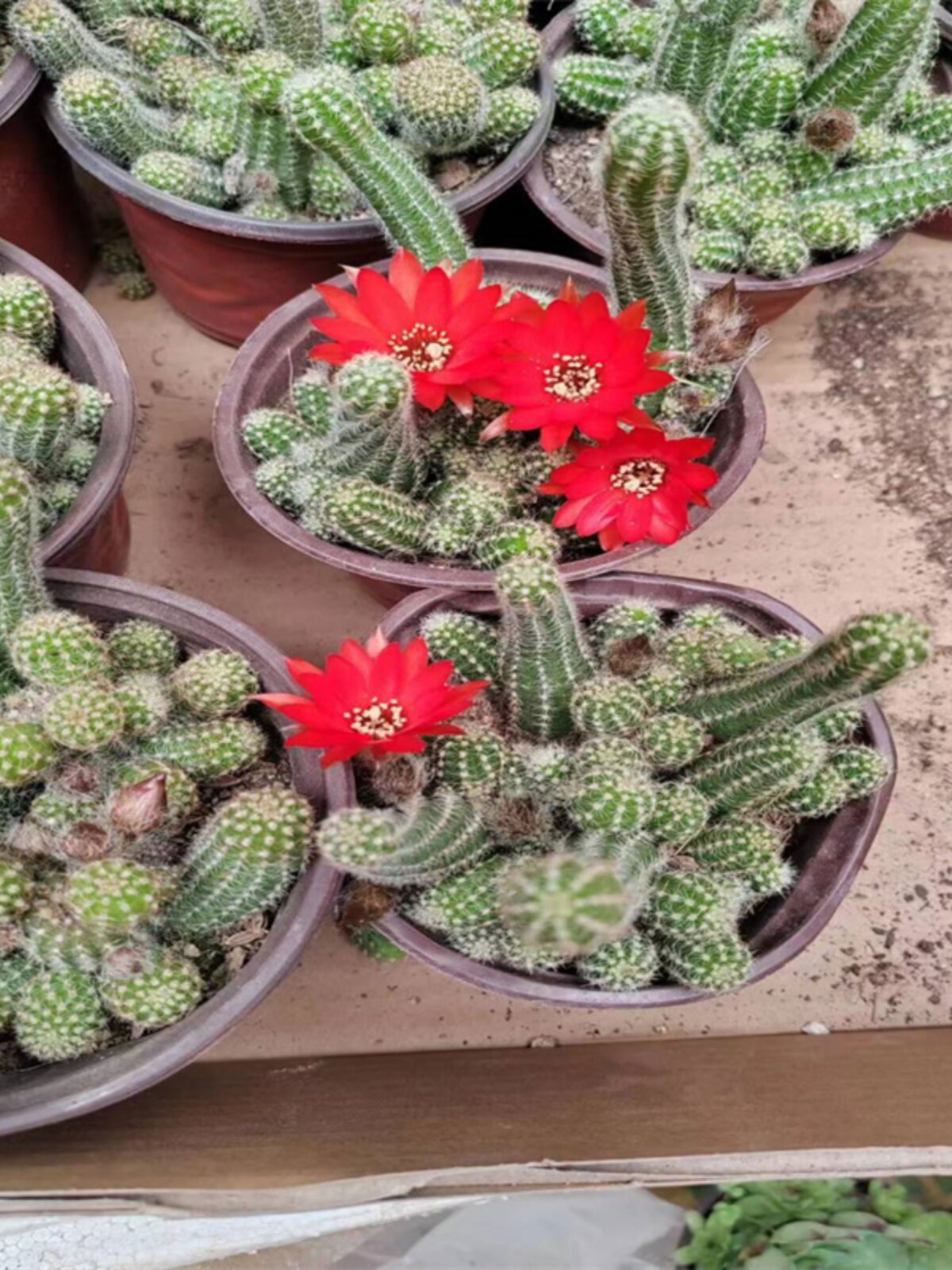 毛毛虫多肉仙人掌指会开花的多肉绿植盆栽鼠尾掌白檀柱桌面花卉