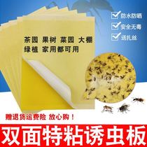 Sticky Insect Plate Slime White Powder Lice Farm Small Black Fly Vegetable Garden Pest Self-Adhesive Paper Seed Vegetable Fruit Real Fly Stickup Plate Jumping Chia