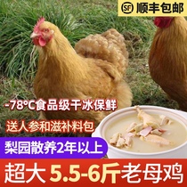 2 authentic old hens 5 5 pounds of chicken farm free-range free-range chicken now kill fresh moon chicken stupid chicken grass chicken