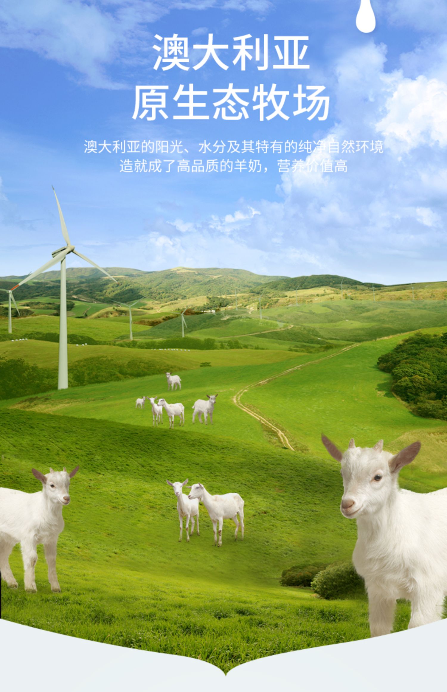 阳光草原羊奶图片