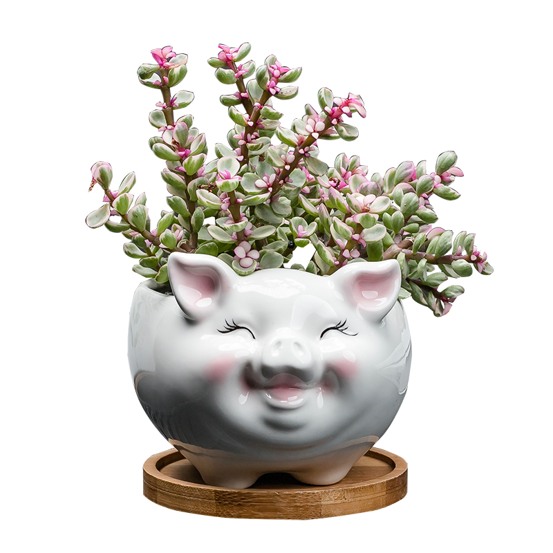 Contracted white flower POTS ceramic creative move and lovely cartoon animals, ", fleshy desktop floret with tray