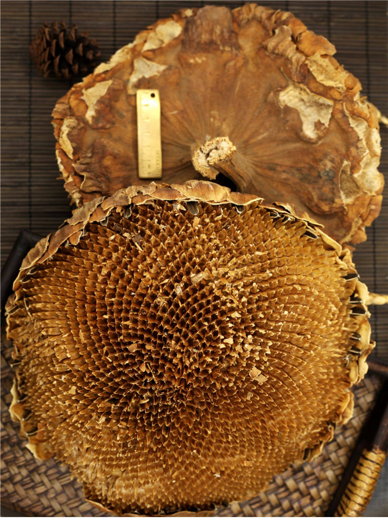 盐碱地向日葵花盘500g干向日葵花籽盘磨向日葵粉留言包邮中药材